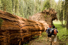 Hike among the giant redwoods 