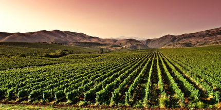 Visit picturesque vineyards, taste wonderful wines and spend the night