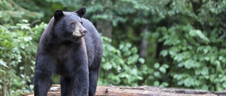 A black bear wanders around the Rocky Mountains