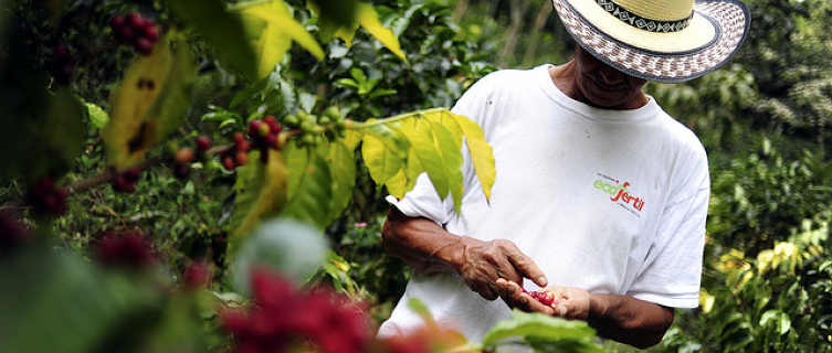 A coffee farmer checks out his crop in Colombia