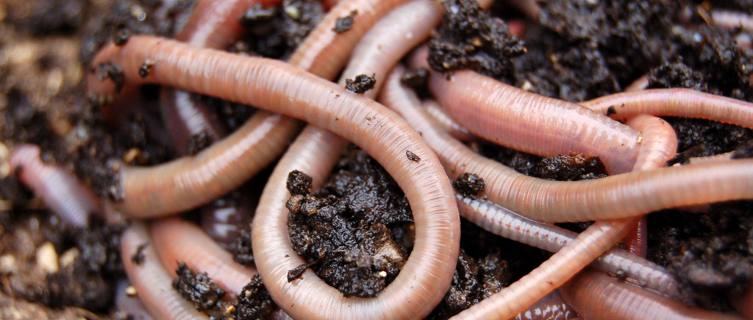 It's dirty work winning the World Worm Charming Championship