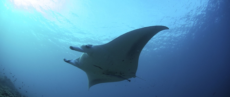 A manta ray glides through the world's first shark sanctuary