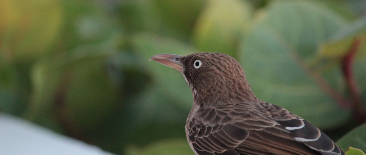 Anguilla is home to unique wildlife