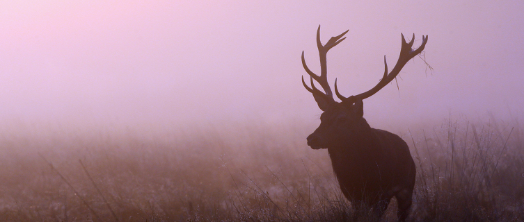 Britain is teeming with brilliant wildlife