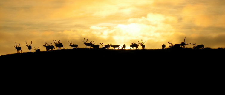 Reindeer grazing in Sami country, Norway