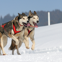 Dogs love running in powdery snow