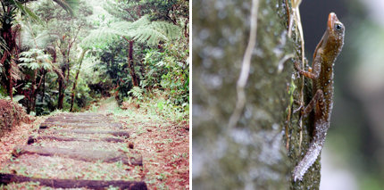 Dominica is great for more active travellers