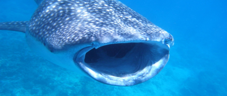 Don't worry, whale sharks only feed on plankton
