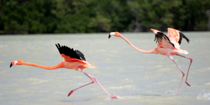 Mexico's Yucatán Peninsula is one of the best places in the world to flamingo-watch