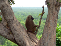See Ghana’s fantastic wildlife