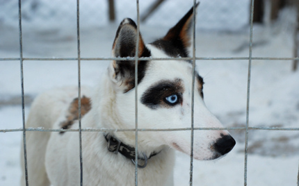Dog sledding is fast-paced and fun