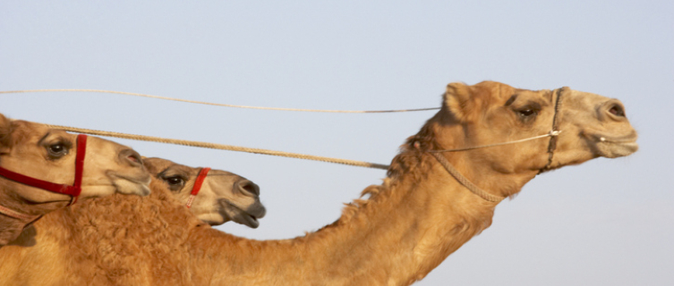 The Camel Cup takes place in Alice Springs, Australia