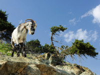 Wildlife and rugged landscapes at the Akamas Peninsula