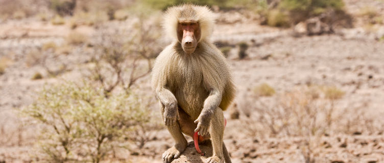 Baboon, Djibouti