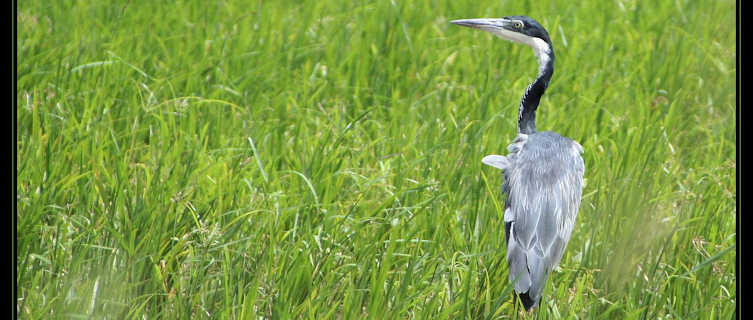 Black Headed Heron in a Somali rice field