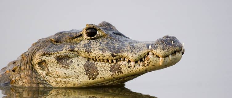 Caiman in wildlife-rich Pantanal