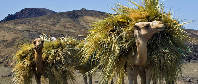 Camels near Lac Asaal in Djibouti