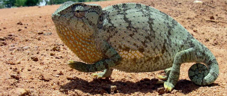 Chameleon, Paoua, CAR