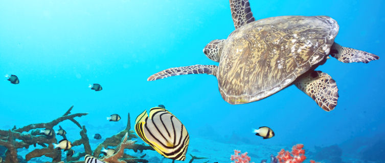 Fantastic diving in the Red Sea, Sudan