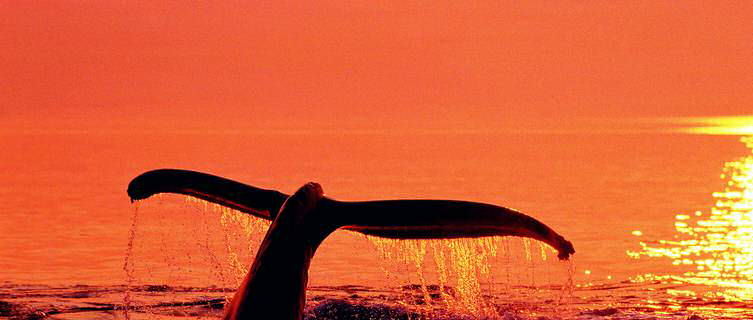 Humpback whale, Alaska