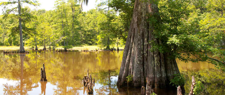 Leory-Percy State Park, Mississippi, USA