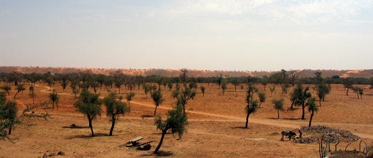Mali Savannah