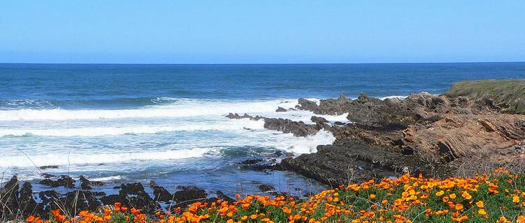 Montana de Oro State Park - California Poppy