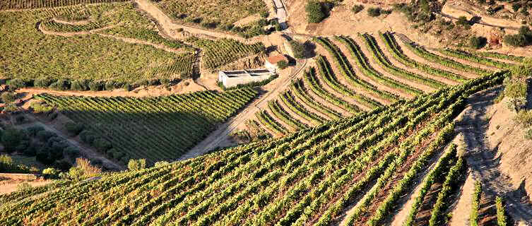 Portugal's Douro Valley is renowned for its vineyards