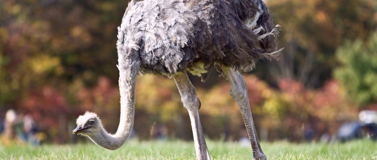 Somali Ostrich