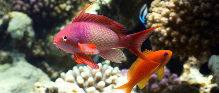Tropical Fish off the coast of Sudan