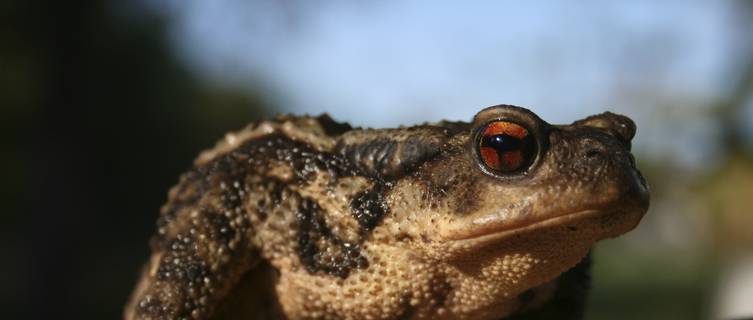 Tropical toad native to Sao Tome e Principe