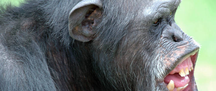 Uganda is home to wild chimps