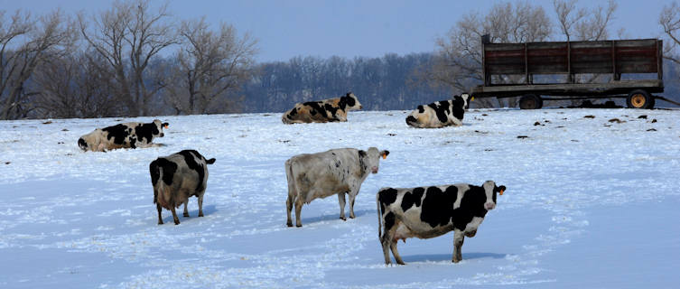 Wisconsin is known as the Dairy  State for its quality milks and cheeses